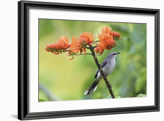 Tropical Mockingbird-Ken Archer-Framed Photographic Print