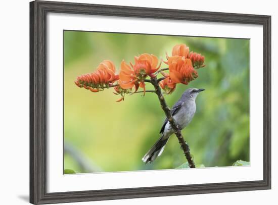 Tropical Mockingbird-Ken Archer-Framed Photographic Print