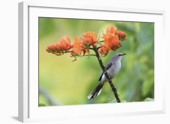 Tropical Mockingbird-Ken Archer-Framed Photographic Print