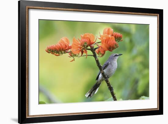 Tropical Mockingbird-Ken Archer-Framed Photographic Print