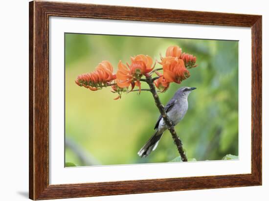 Tropical Mockingbird-Ken Archer-Framed Photographic Print