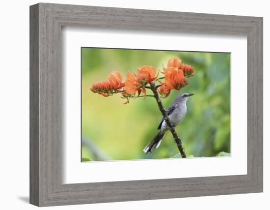 Tropical Mockingbird-Ken Archer-Framed Photographic Print