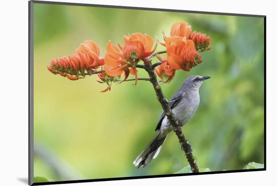 Tropical Mockingbird-Ken Archer-Mounted Photographic Print