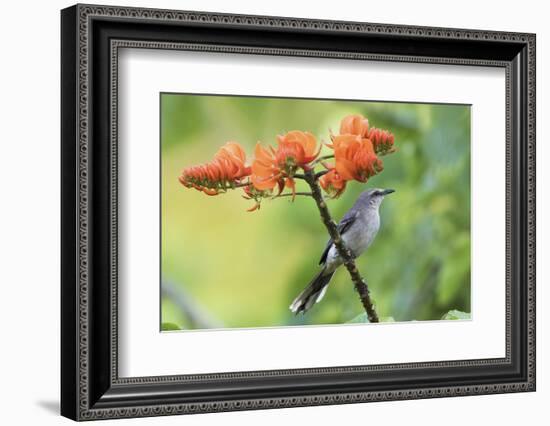 Tropical Mockingbird-Ken Archer-Framed Photographic Print