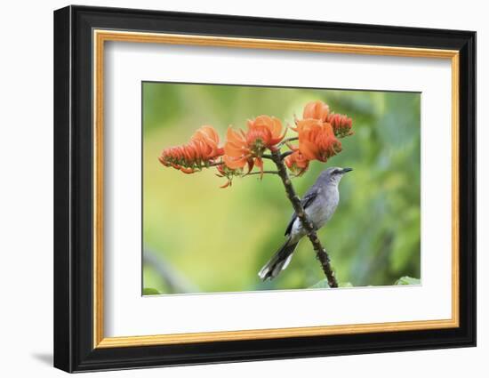 Tropical Mockingbird-Ken Archer-Framed Photographic Print