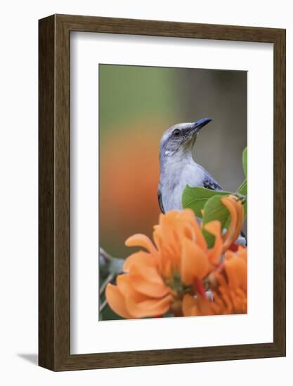 Tropical Mockingbird-Ken Archer-Framed Photographic Print