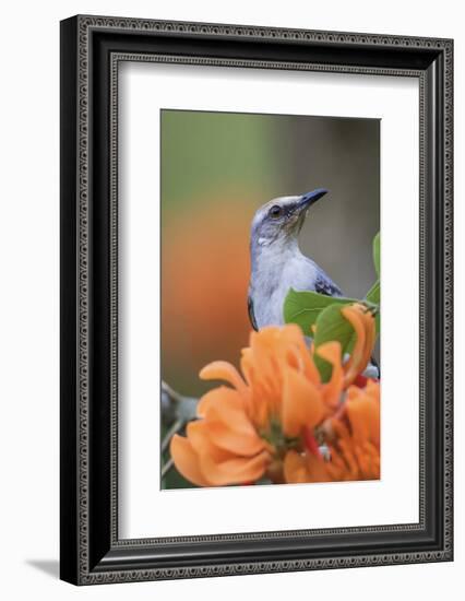 Tropical Mockingbird-Ken Archer-Framed Photographic Print