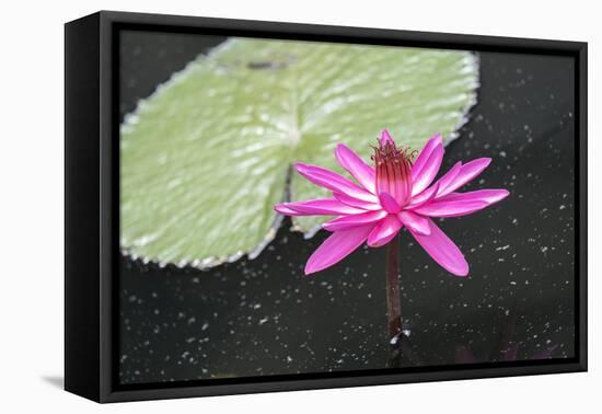 Tropical Night-Flowering Waterlily, Usa-Lisa S. Engelbrecht-Framed Premier Image Canvas