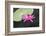 Tropical Night-Flowering Waterlily, Usa-Lisa S. Engelbrecht-Framed Photographic Print