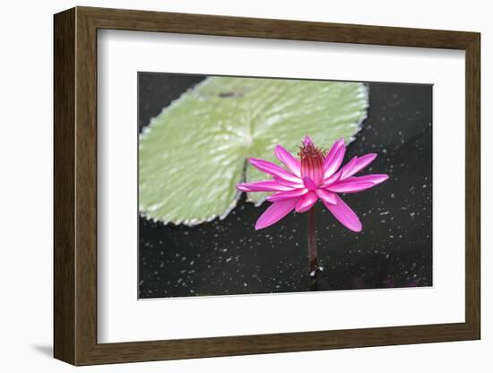 Tropical Night-Flowering Waterlily, Usa-Lisa S. Engelbrecht-Framed Photographic Print