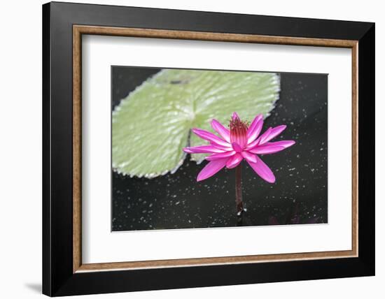 Tropical Night-Flowering Waterlily, Usa-Lisa S. Engelbrecht-Framed Photographic Print
