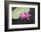 Tropical Night-Flowering Waterlily, Usa-Lisa S. Engelbrecht-Framed Photographic Print