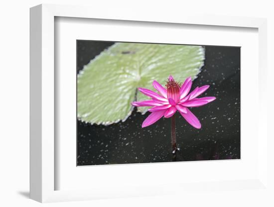 Tropical Night-Flowering Waterlily, Usa-Lisa S. Engelbrecht-Framed Photographic Print