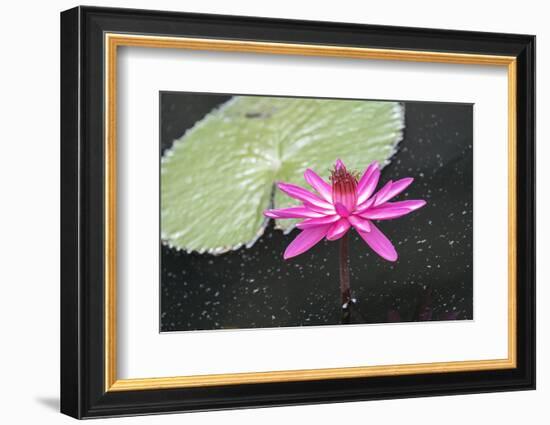 Tropical Night-Flowering Waterlily, Usa-Lisa S. Engelbrecht-Framed Photographic Print