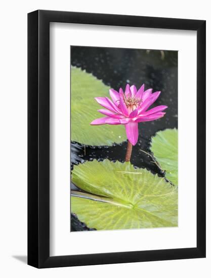 Tropical Night-Flowering Waterlily, Usa-Lisa S. Engelbrecht-Framed Photographic Print