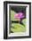 Tropical Night-Flowering Waterlily, Usa-Lisa S. Engelbrecht-Framed Photographic Print