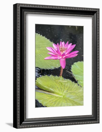 Tropical Night-Flowering Waterlily, Usa-Lisa S. Engelbrecht-Framed Photographic Print