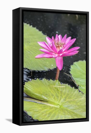 Tropical Night-Flowering Waterlily, Usa-Lisa S. Engelbrecht-Framed Premier Image Canvas