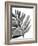 Tropical Palm III BW-Chris Paschke-Framed Art Print