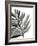 Tropical Palm III BW-Chris Paschke-Framed Art Print