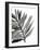 Tropical Palm III BW-Chris Paschke-Framed Art Print