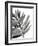 Tropical Palm III BW-Chris Paschke-Framed Art Print