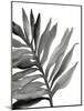 Tropical Palm III BW-Chris Paschke-Mounted Art Print