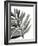 Tropical Palm III BW-Chris Paschke-Framed Art Print