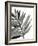 Tropical Palm III BW-Chris Paschke-Framed Art Print