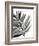 Tropical Palm III BW-Chris Paschke-Framed Art Print