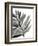 Tropical Palm III BW-Chris Paschke-Framed Art Print