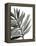 Tropical Palm III BW-Chris Paschke-Framed Stretched Canvas