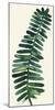 Tropical Palm Leaf II-Kim Johnson-Mounted Giclee Print