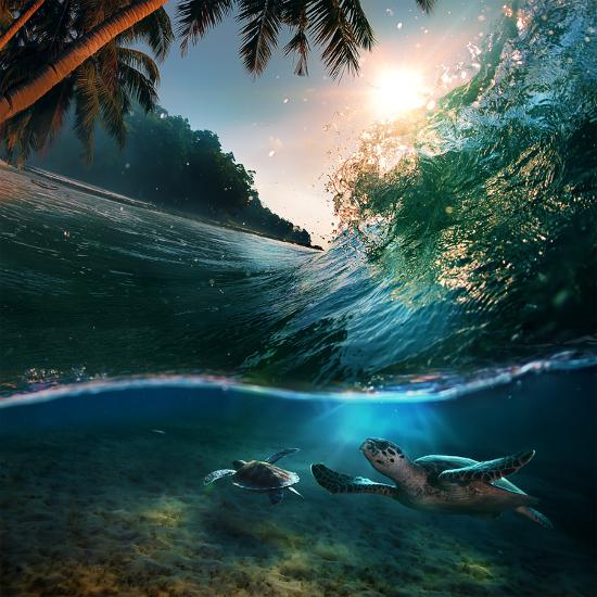 Tropical Paradise Template With Sunlight Ocean Surfing Wave Breaking And Two Big Green Turtles Div Photographic Print Willyam Bradberry Art Com Tropical Paradise Template With Sunlight Ocean Surfing Wave Breaking And Two Big Green Turtles Div Photographic Print Willyam Bradberry Art Com