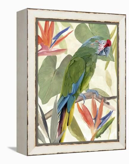 Tropical Parrot Composition I-Annie Warren-Framed Stretched Canvas