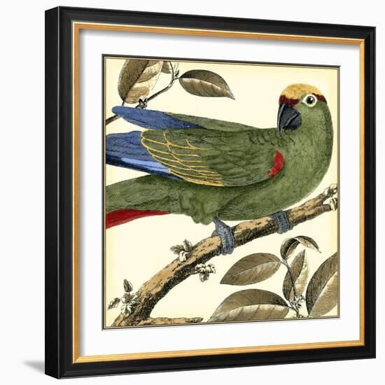 Tropical Parrot I-Martinet-Framed Art Print