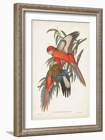 Tropical Parrots I-John Gould-Framed Art Print