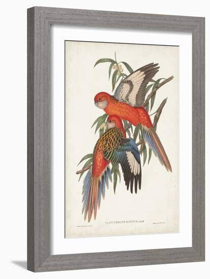 Tropical Parrots I-John Gould-Framed Art Print