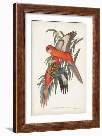 Tropical Parrots I-John Gould-Framed Art Print