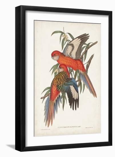 Tropical Parrots I-John Gould-Framed Art Print