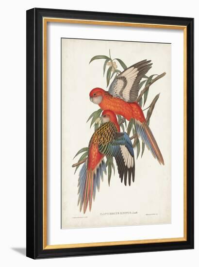 Tropical Parrots I-John Gould-Framed Art Print