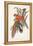 Tropical Parrots I-John Gould-Framed Stretched Canvas