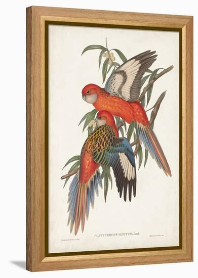 Tropical Parrots I-John Gould-Framed Stretched Canvas
