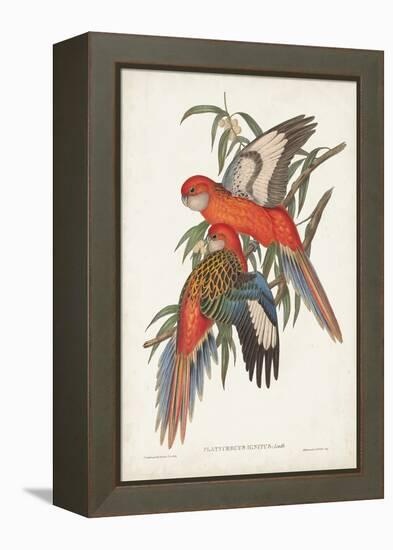 Tropical Parrots I-John Gould-Framed Stretched Canvas