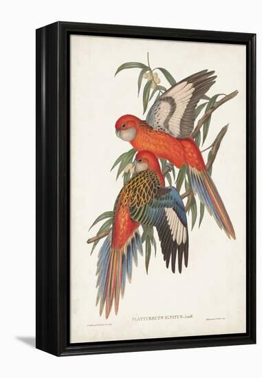 Tropical Parrots I-John Gould-Framed Stretched Canvas