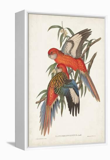 Tropical Parrots I-John Gould-Framed Stretched Canvas