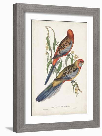 Tropical Parrots II-John Gould-Framed Art Print