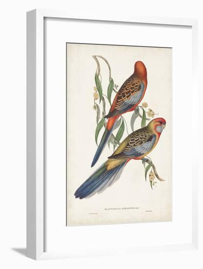 Tropical Parrots II-John Gould-Framed Art Print