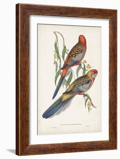 Tropical Parrots II-John Gould-Framed Art Print