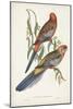 Tropical Parrots II-John Gould-Mounted Art Print
